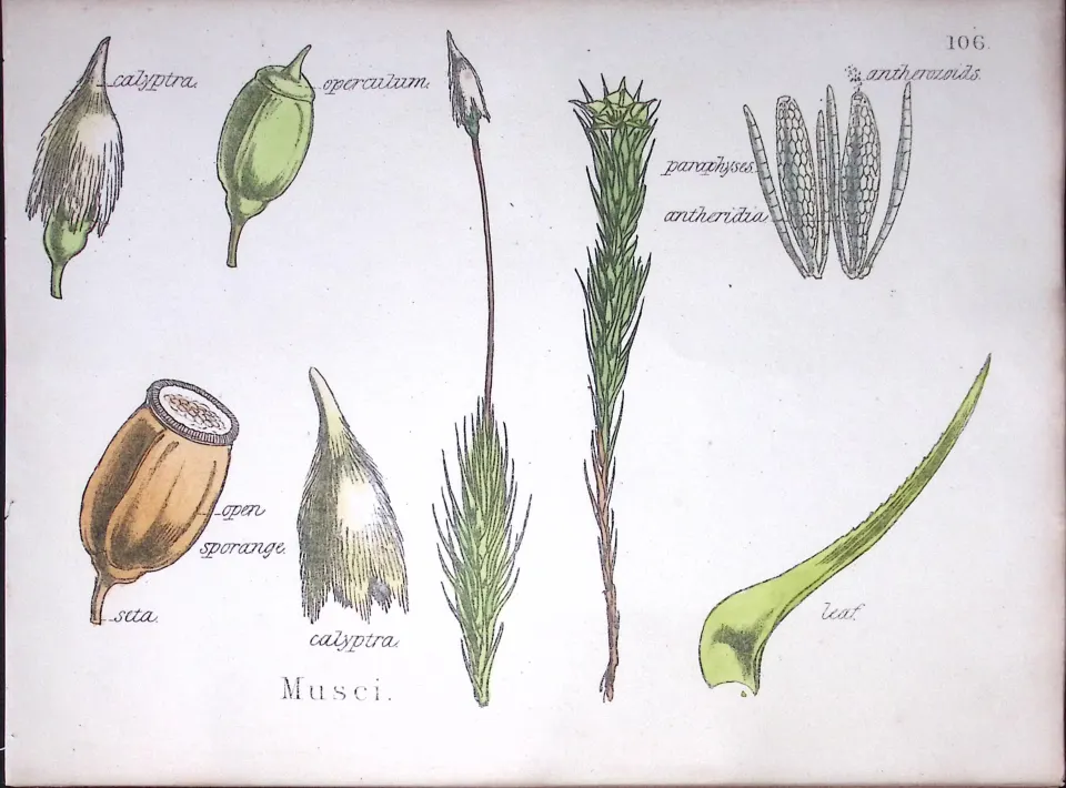 Musei Botanical Flower Diagram Rare Antique First Edition Illustration-106