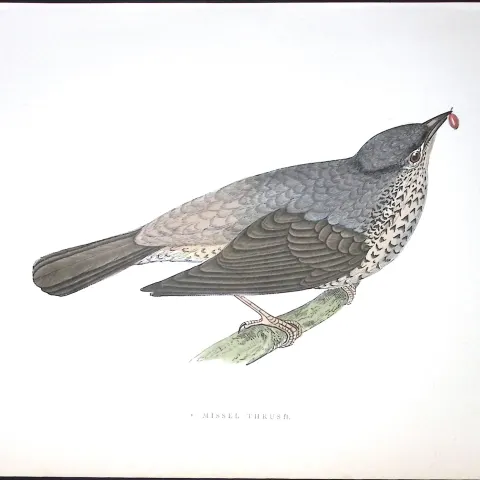 Misel Thrush Rev Morris Antique History of British Birds 130 Years-Old Engraving-85