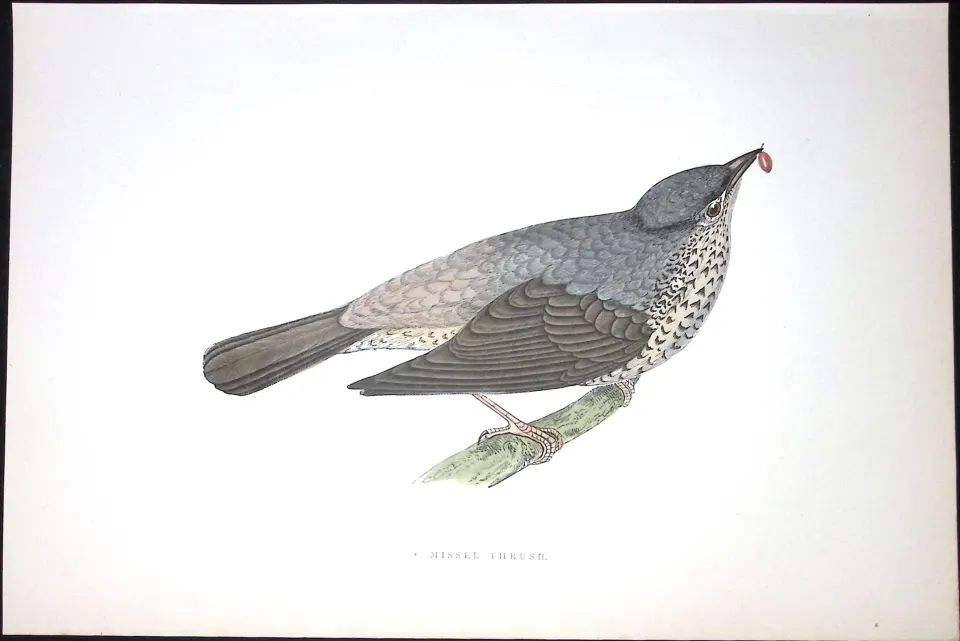 Misel Thrush Rev Morris Antique History of British Birds 130 Years-Old Engraving-85