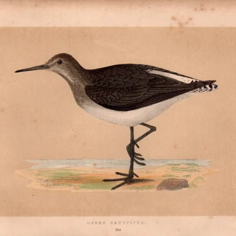 Green Sandpiper Rev Morris Antique History of British Birds Engraving.