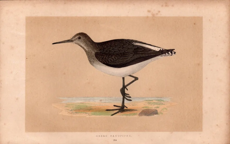 Green Sandpiper Rev Morris Antique History of British Birds Engraving.
