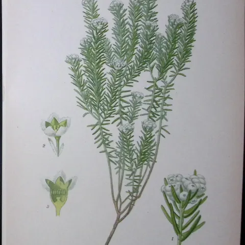 Phylica Epicoides Edward Step Rare Antique Botanical Book Plate-63