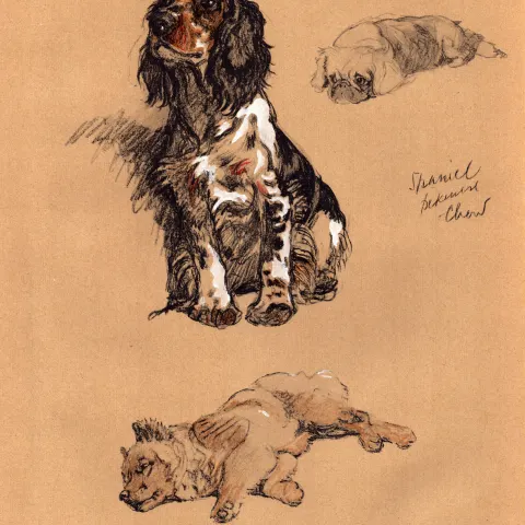 Cecil Aldin Vintage Dog Illustrations Spaniel, Pekinese & Chow-2.