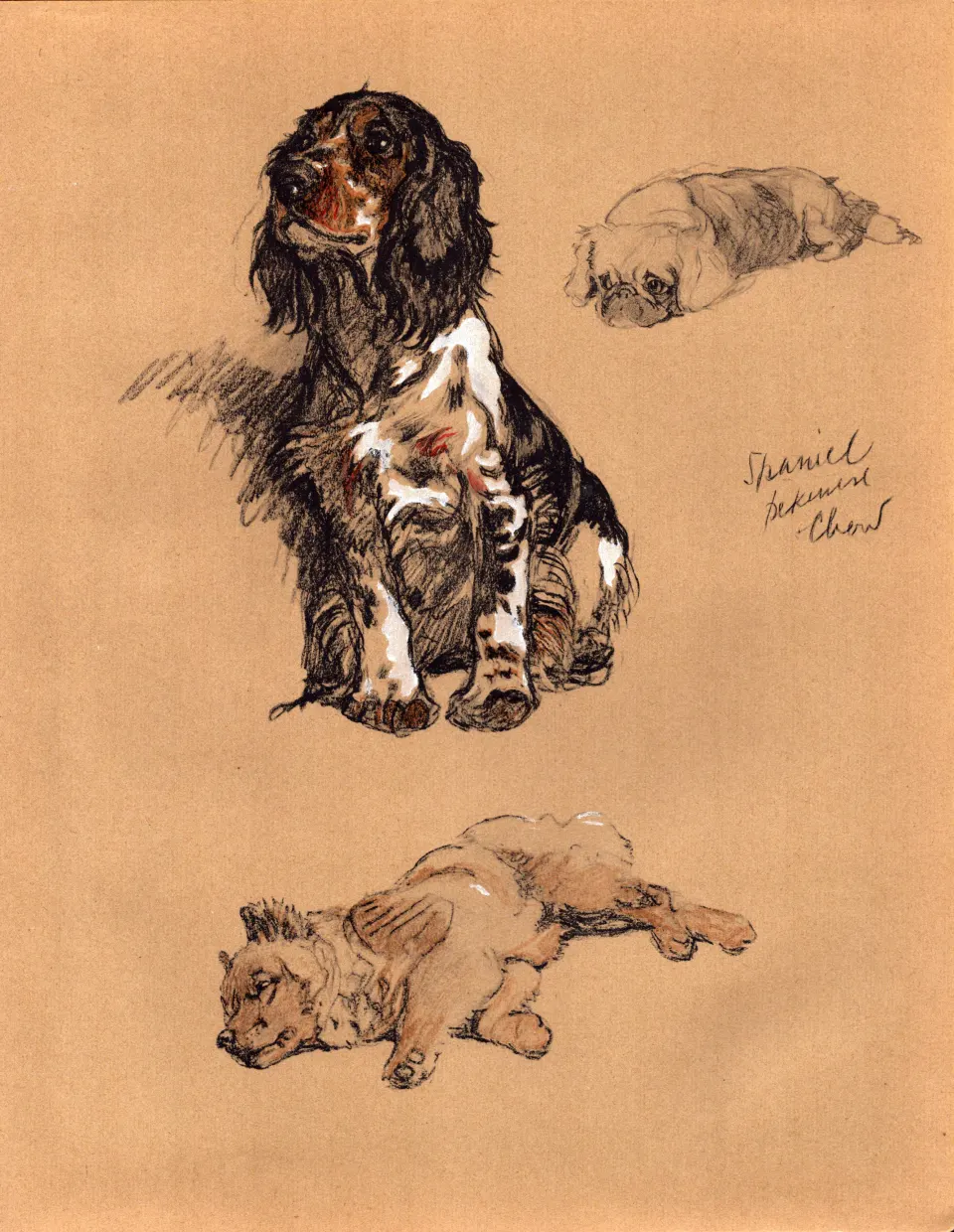 Cecil Aldin Vintage Dog Illustrations Spaniel, Pekinese & Chow-2.