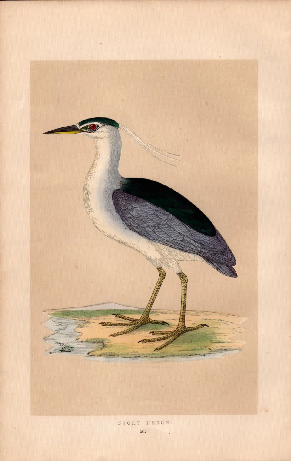 Night Heron Rev Morris Antique History of British Birds 170 Years-Old Engraving.