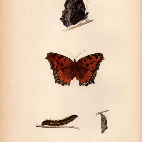 Large Tortoise-Shell Coloured Antique Butterfly Plate Rev Morris-83.