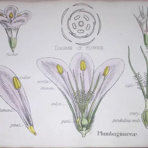 Plumbaginaceae Botanical Flower Diagram Rare Antique First Edition Illustration-54
