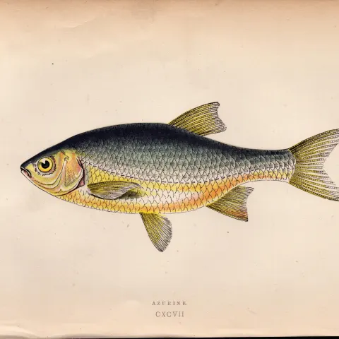 Azurine 1869 Antique Johnathan Couch Coloured Fish Engraving.