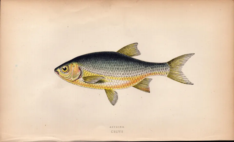 Azurine 1869 Antique Johnathan Couch Coloured Fish Engraving.