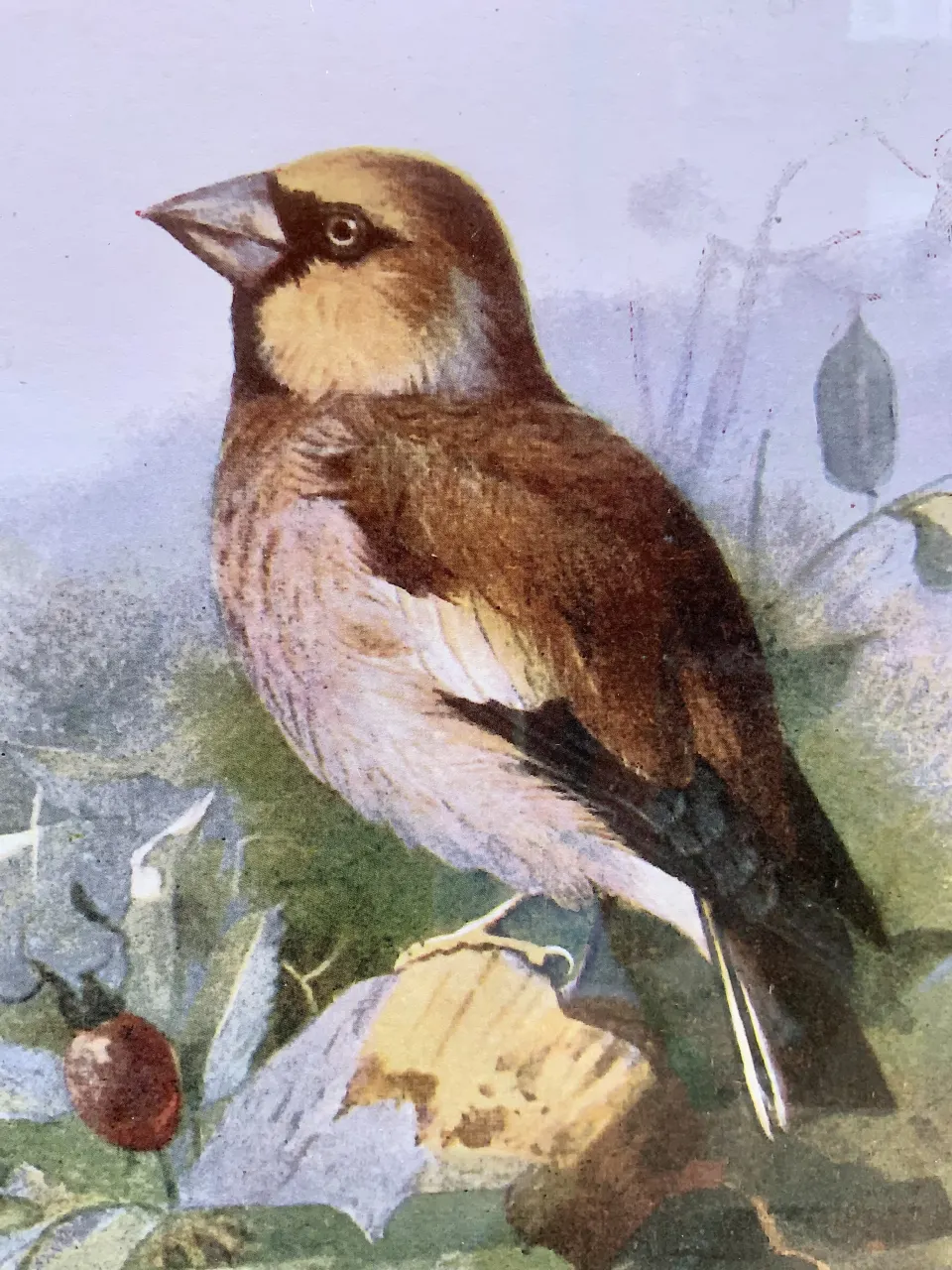 EARLY BIRDS OF THE WILD PRINTS  SET IN A GLAZED WOODEN FRAME