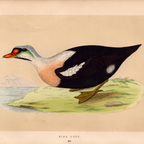King Duck Rev Morris Antique History of British Birds Engraving.