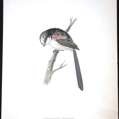 Long Tailed Titmouse Rev Morris Antique History of British Birds 130 Years-Old Engraving-70