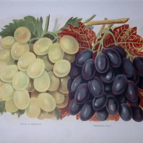 Grapes-Muscat of Alexandra, Madresfield, Antique Mary Rivers Fruit- Illustration-55