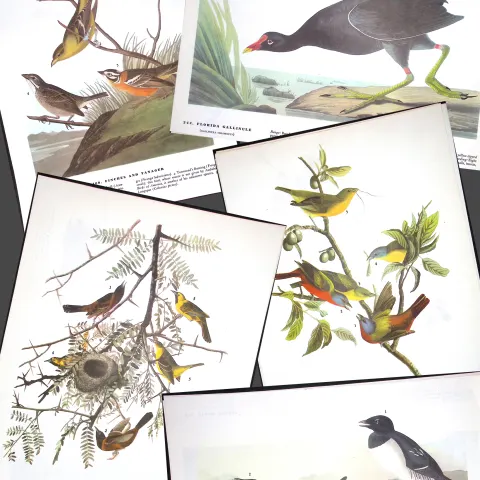 Job-Lot John James Audubon Birds of America 72-Year-Old Coloured Book Plates-12