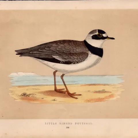 Little Ringed Dotterel Rev Morris Antique History of British Birds Engraving.