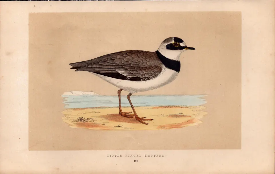 Little Ringed Dotterel Rev Morris Antique History of British Birds Engraving.