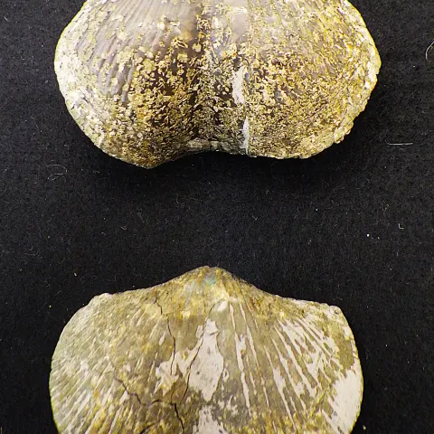 Two Pyritised Fossil Brachiopods 350 m.y.o. From USA