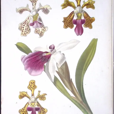 Selection of Orchids Antique  Robert Thompson Hand Coloured Print-12