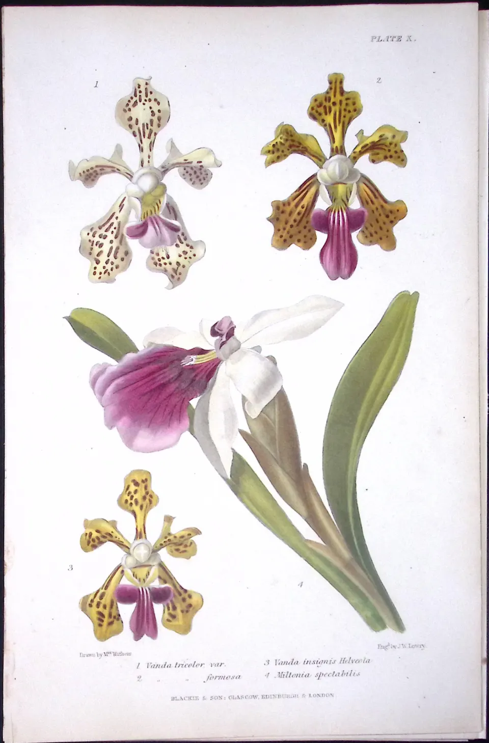 Selection of Orchids Antique  Robert Thompson Hand Coloured Print-12