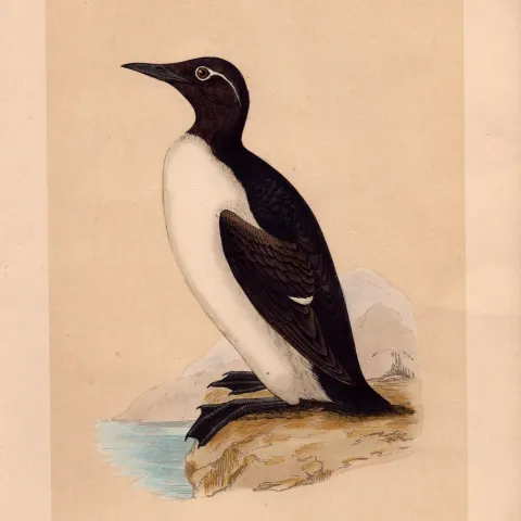Ringed Guillemot Rev Morris 1857 Antique History of British Birds Engraving.