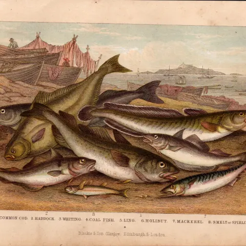 Cod, Haddock, Mackerel 8 Fish Species Antique Oliver Goldsmith Engraving -34.
