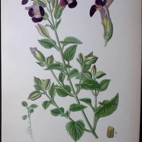 Wishbone Flower Edward Step Rare Antique Botanical Book Plate-213
