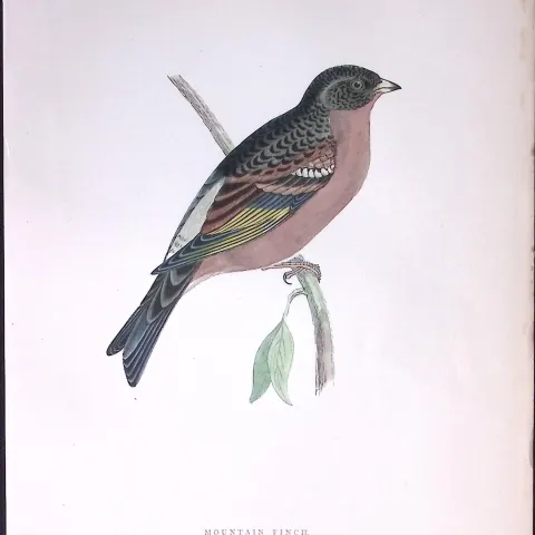 Mountain Finch Rev Morris Antique History of British Birds 130 Years-Old Engraving-192
