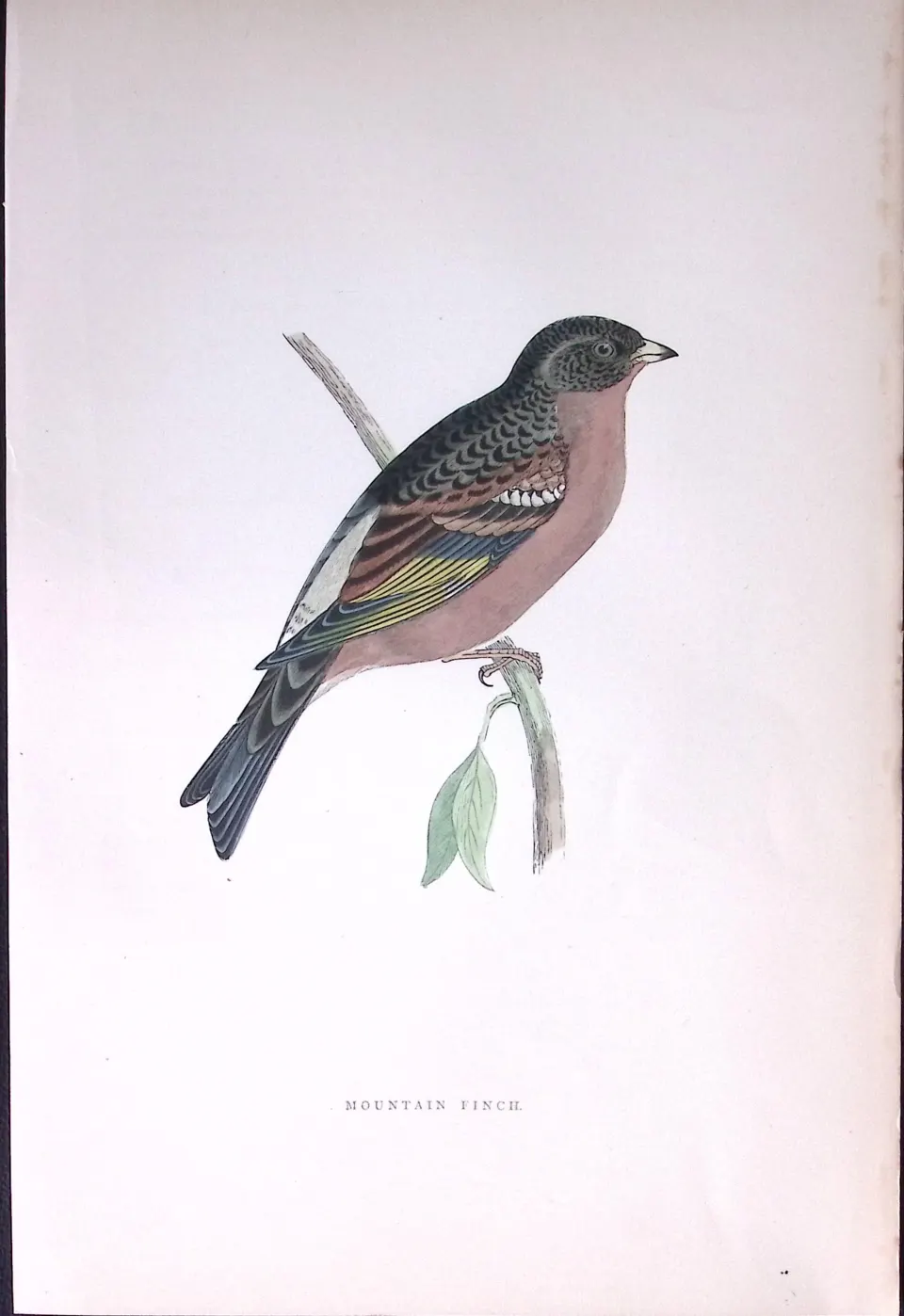 Mountain Finch Rev Morris Antique History of British Birds 130 Years-Old Engraving-192