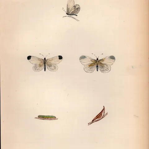 Wood White Hand Coloured Antique Butterfly Plate Rev Morris-36.