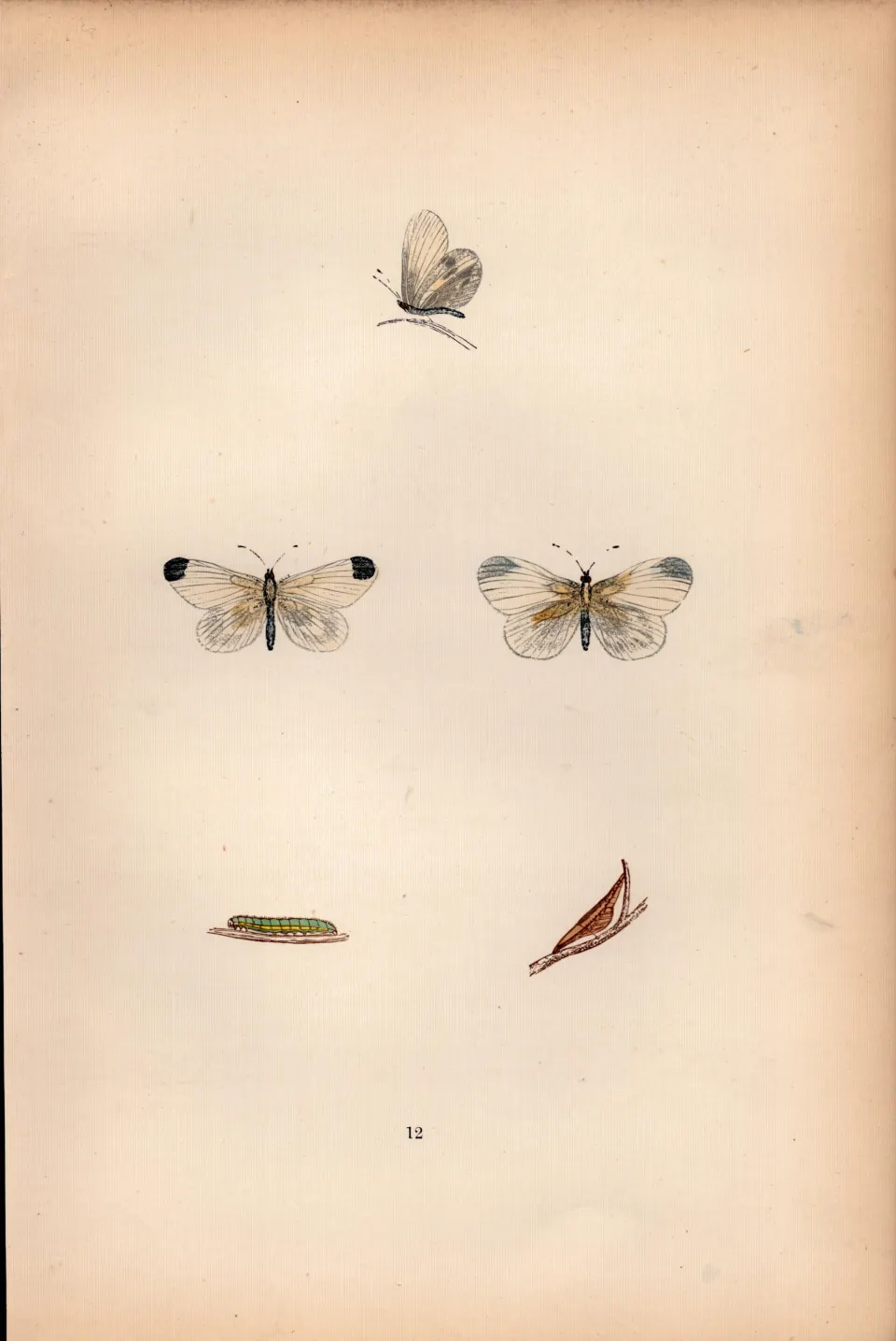 Wood White Hand Coloured Antique Butterfly Plate Rev Morris-36.