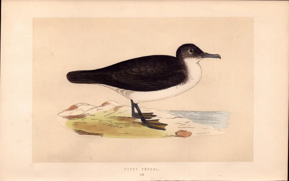 Dusky Petrel Rev Morris Antique History of British Birds Engraving.