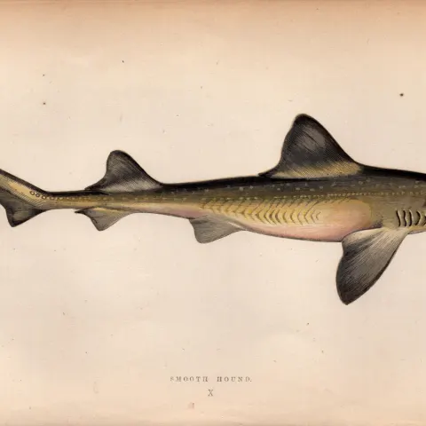 Smooth Hound Shark 1869 Antique Johnathan Couch Coloured Engraving.