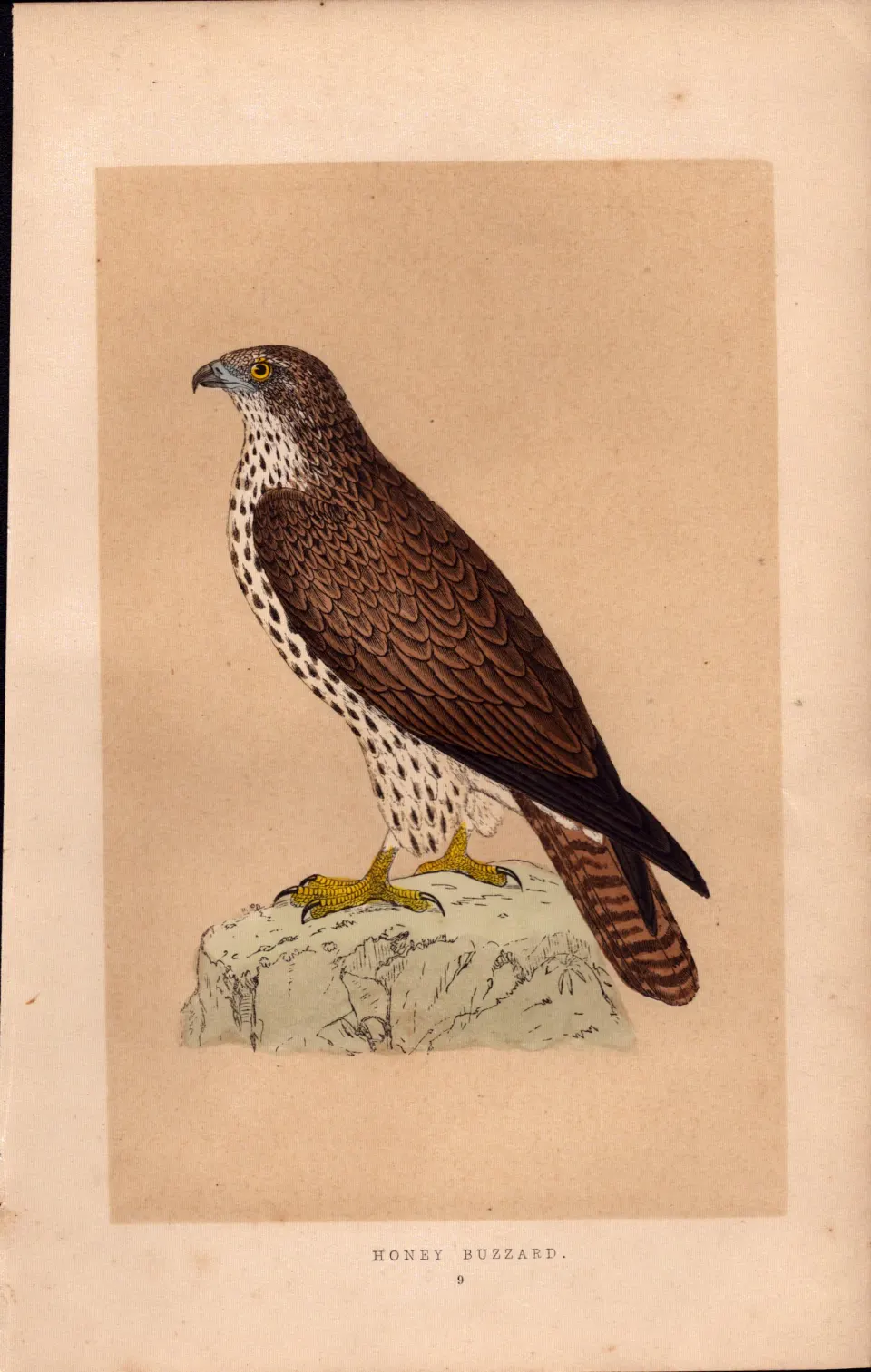 Honey  Buzzard Rev Morris Antique History of British Birds Engraving.