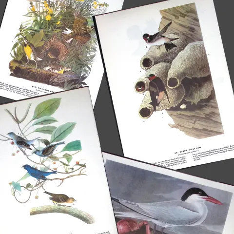 Job-Lot John James Audubon Birds of America 72-Year-Old Coloured Book Plates-39