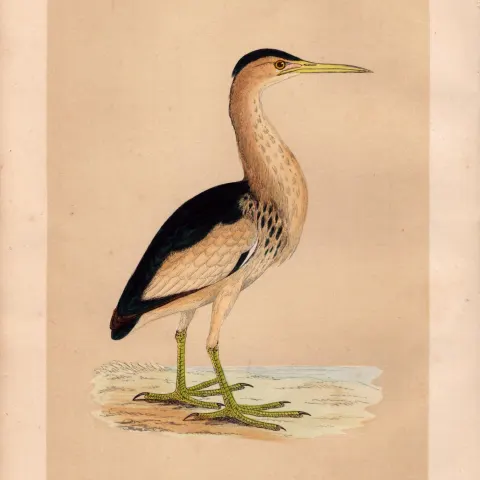 Little Bittern Rev Morris Antique History of British Birds Engraving.