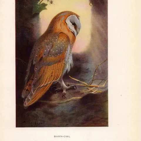 Barn-Owl Coloured Archibald Thorburn 98-Year-Old Bird Print-65.