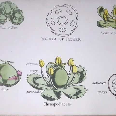 Chenopodioideae Botanical Flower Diagram Rare Antique First Edition Illustration-68