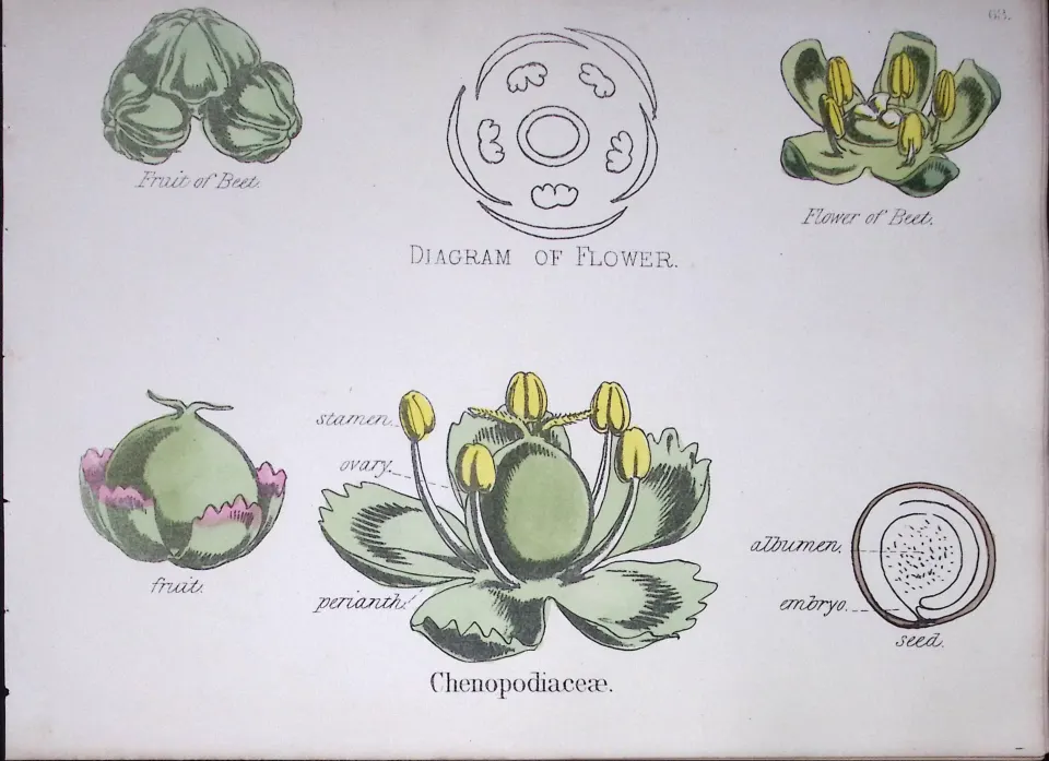 Chenopodioideae Botanical Flower Diagram Rare Antique First Edition Illustration-68