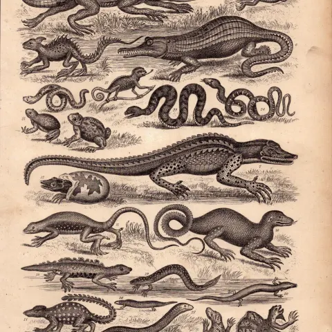 The Victorian World of Reptiles 26 Species Antique Oliver Goldsmith Engraving.