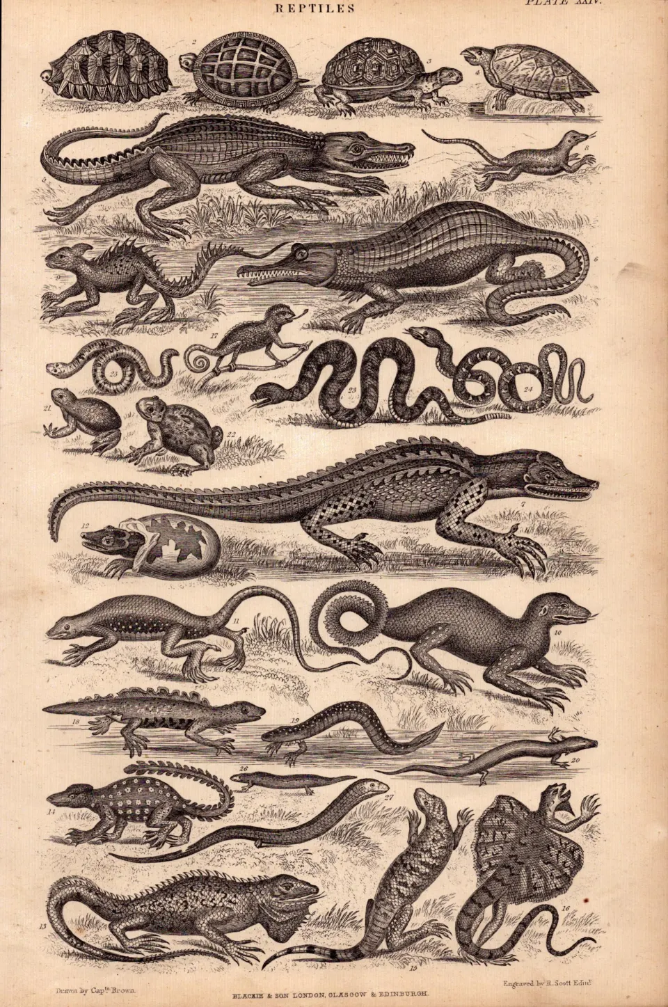 The Victorian World of Reptiles 26 Species Antique Oliver Goldsmith Engraving.
