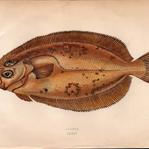 Carter 1869 Antique Johnathan Couch Coloured Fish Engraving.