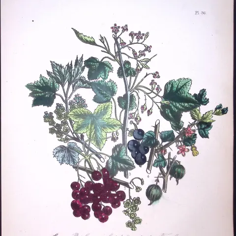 Rare 165-Yr-Old Antique Wildflower Gilt-Edged Illustration Jane Webb Loudon-36-A
