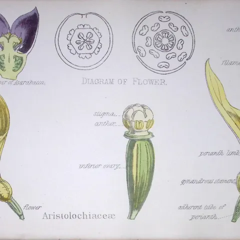 Birthwort Family Botanical Flower Diagram Rare Antique First Edition Illustration-75