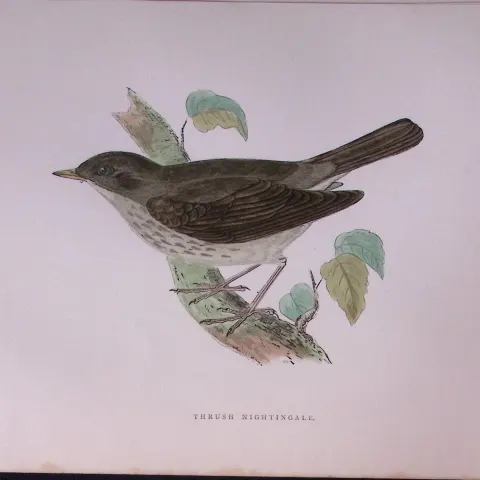 Thrush Nightingale Rev Morris Antique History of British Birds 130 Years-Old Engraving-114