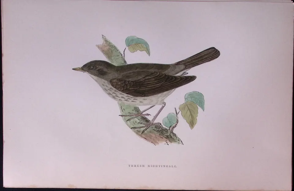 Thrush Nightingale Rev Morris Antique History of British Birds 130 Years-Old Engraving-114