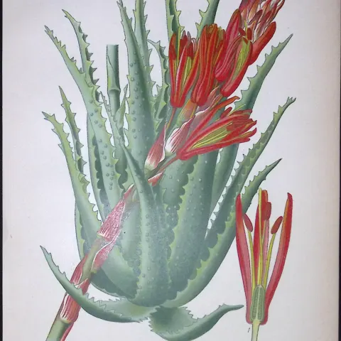 Tree Aloe Plant Edward Step Rare Antique Botanical Book Plate-271