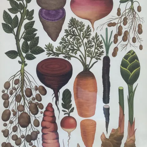 BEAUTIFUL BOTANICAL ENGLISH  PRINTS  SET IN A GLAZED WOODEN FRAME