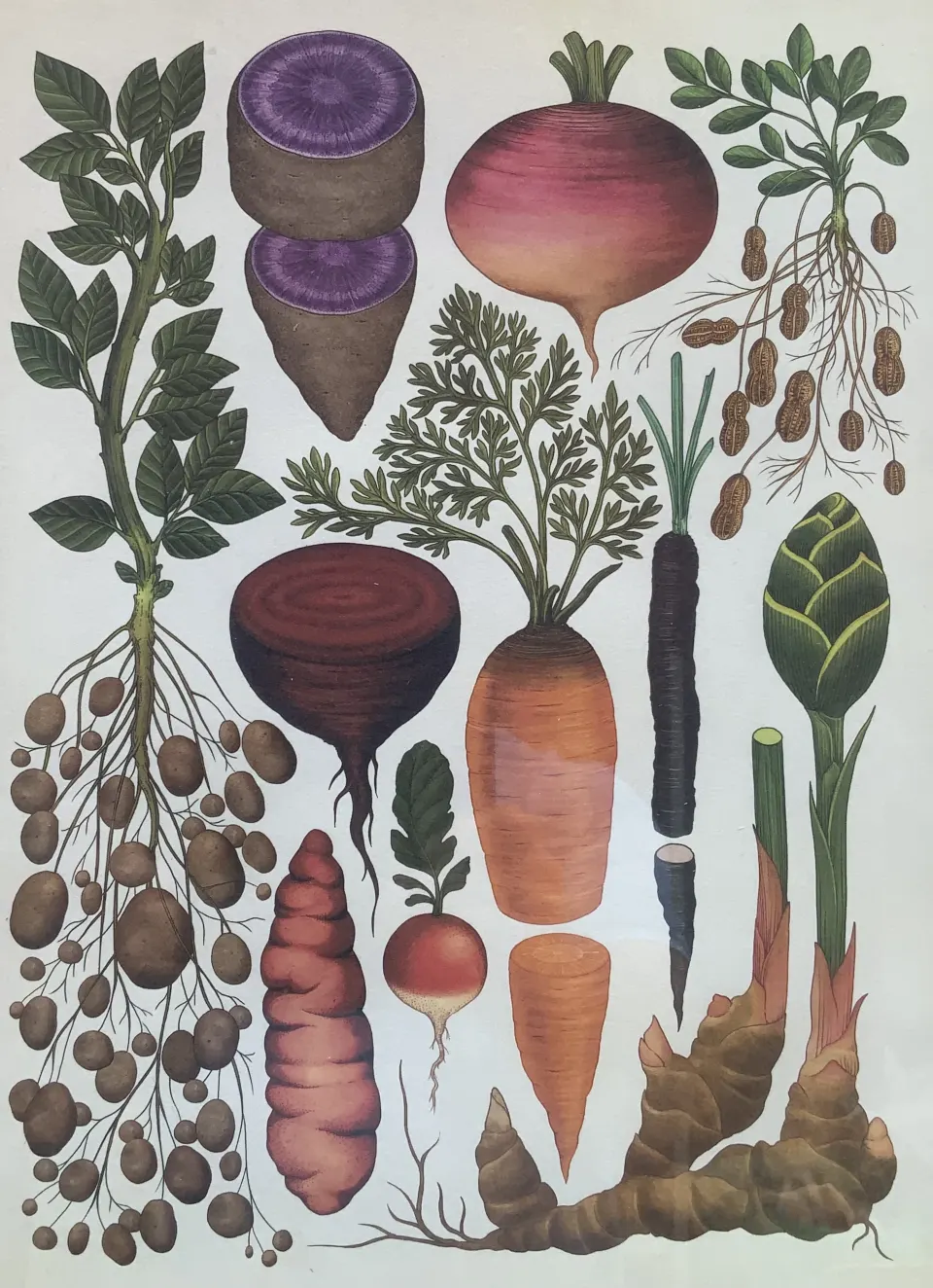BEAUTIFUL BOTANICAL ENGLISH  PRINTS  SET IN A GLAZED WOODEN FRAME