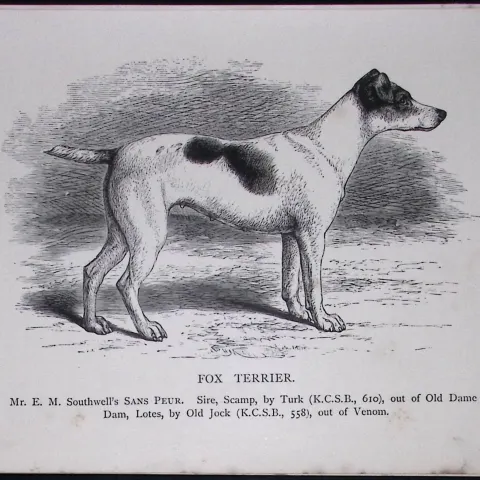 Fox Terrier British Dogs by Hugh Dalziel 1889 Antique Book Plate-54