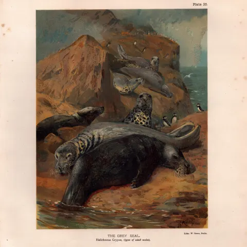 The Grey Seal Male  Rare Limited-Edition Coloured J.G. Millais, Antique Print-47.